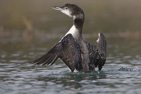 8[-]loài[-]chim[-]đáng[-]sợ[-]có[-]khả[-]năng[-]giết[-]người[-]10
